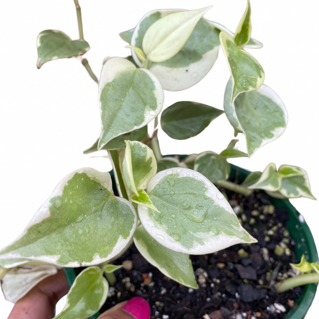 peperomia-scandens-variegata-1