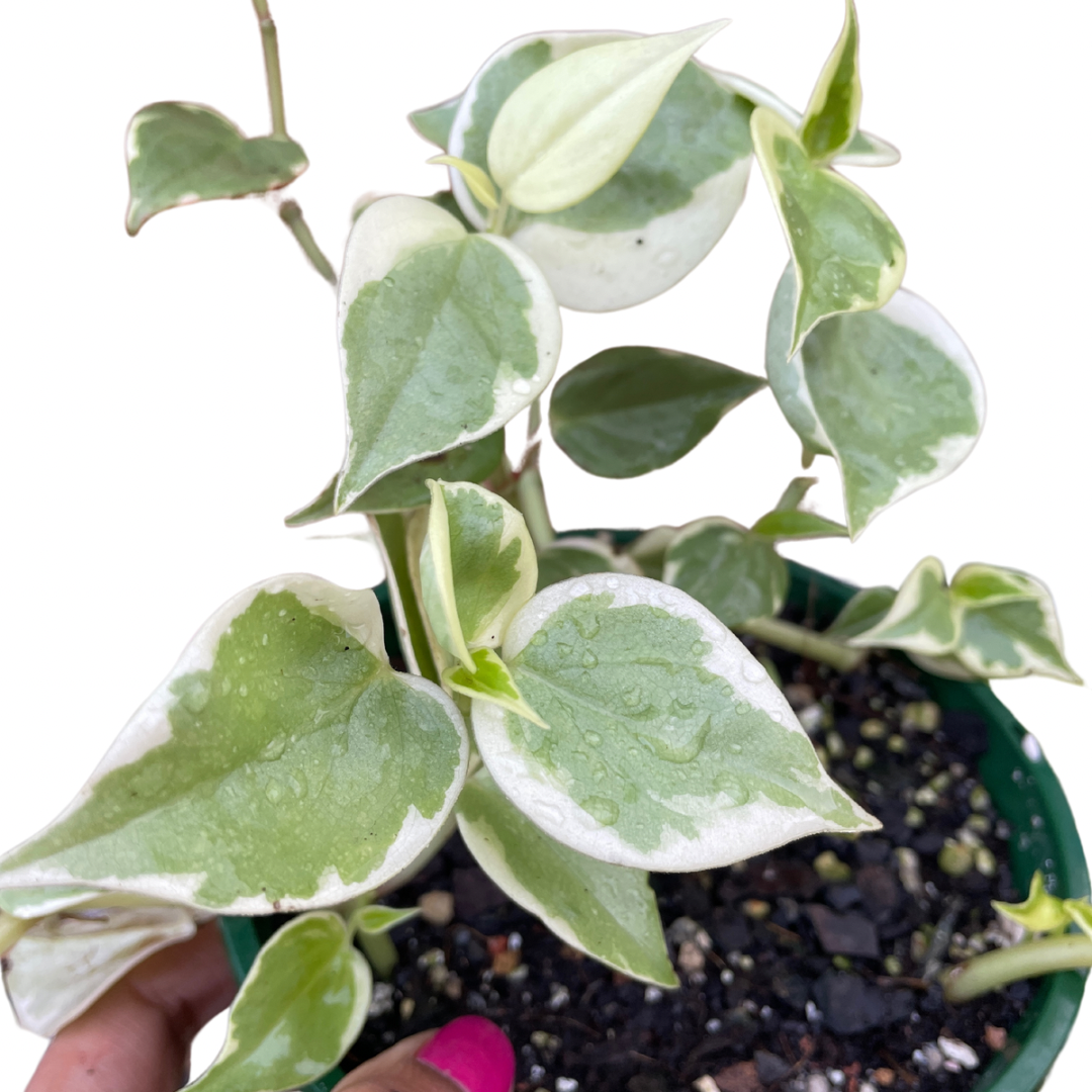 peperomia-scandens-variegata-1