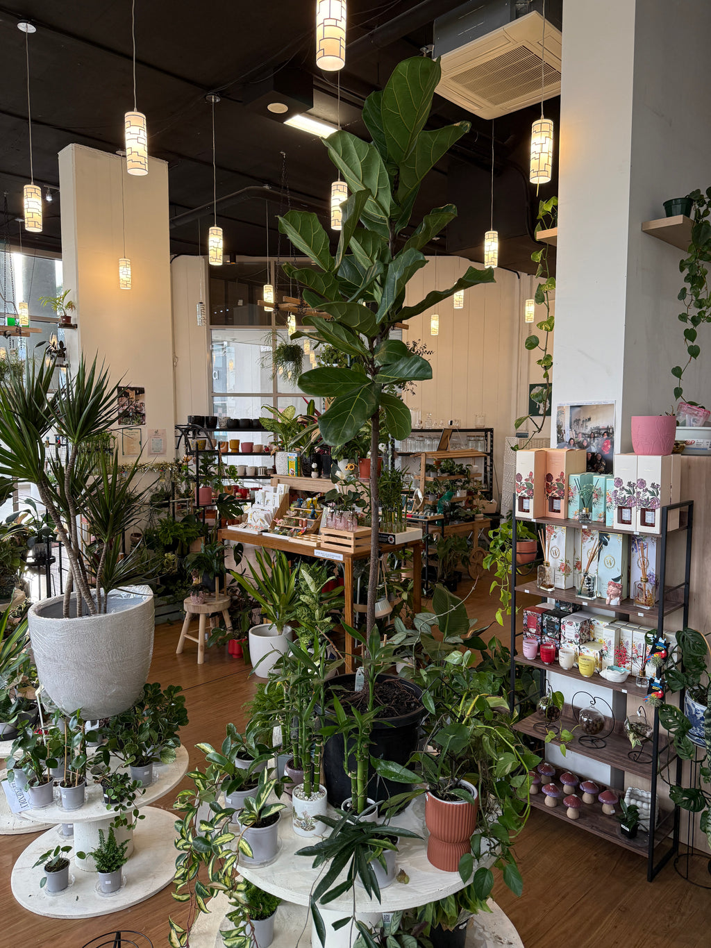 Ficus Lyrata- Fiddle Leaf Fig (300mm)Pick up only