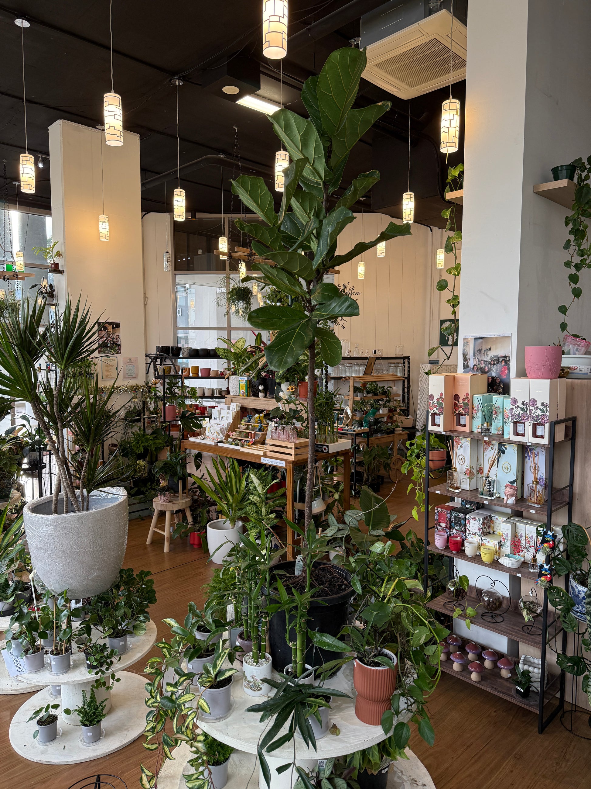 Ficus Lyrata- Fiddle Leaf Fig (300mm)Pick up only