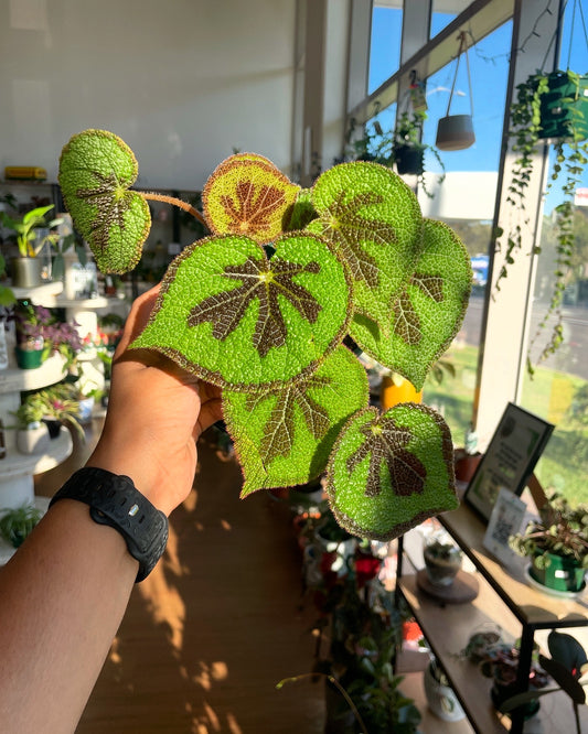 pilea-silver-sprinkles-small