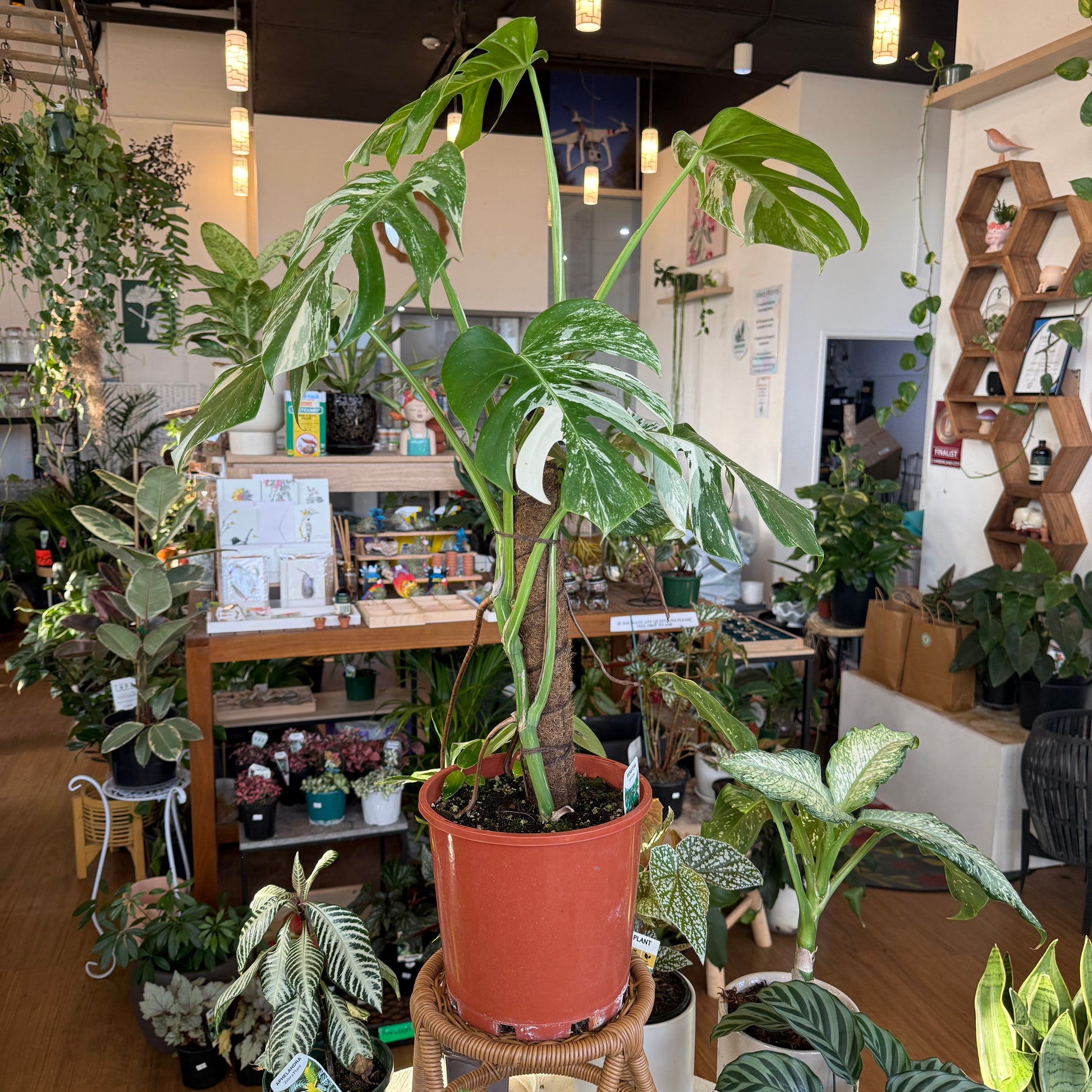 Monstera Albo (Variegated)