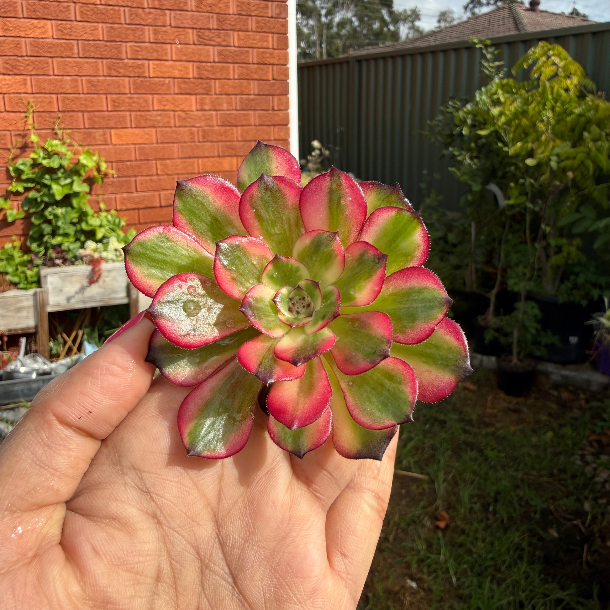 Aeonium Arboreum ‘Red Sunny’