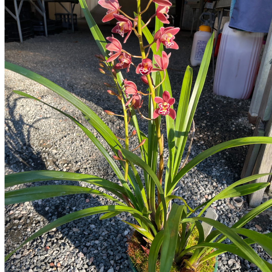 Cymbidium Orchid (Pick up or Delivery)