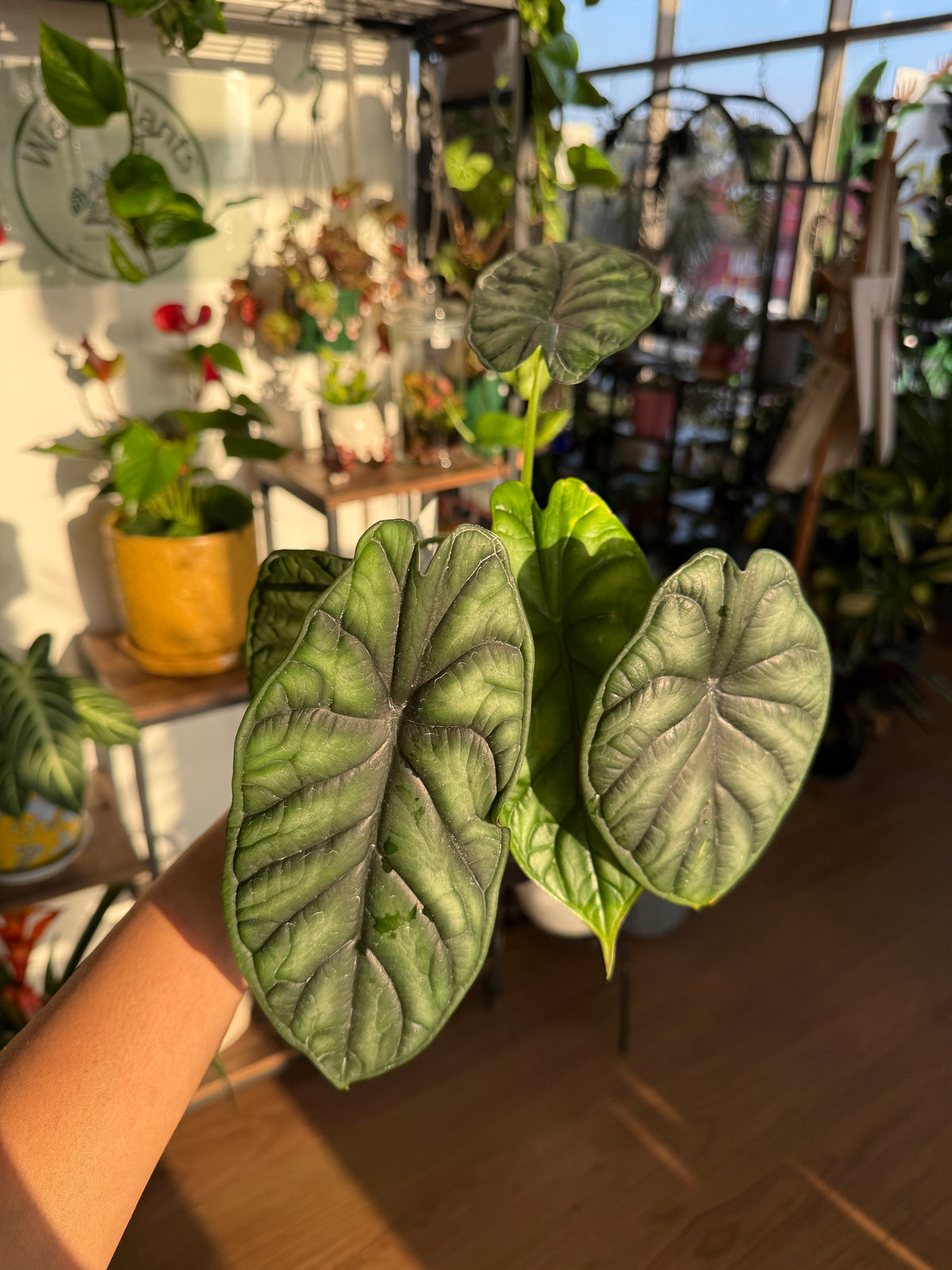 Alocasia Dragon Scale