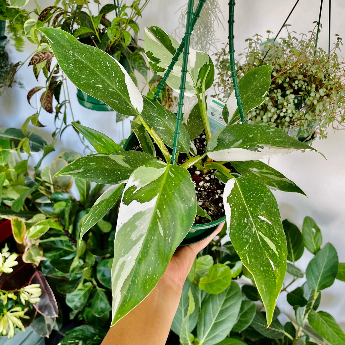 Philodendron White Princess (2 plants in a pot) - Wera Plants