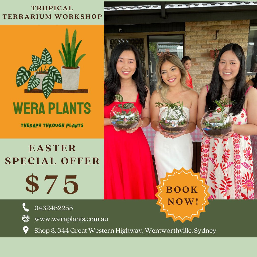 Easter 'Terrarium & Kokedama' Workshop in Sydney 🐰🦆