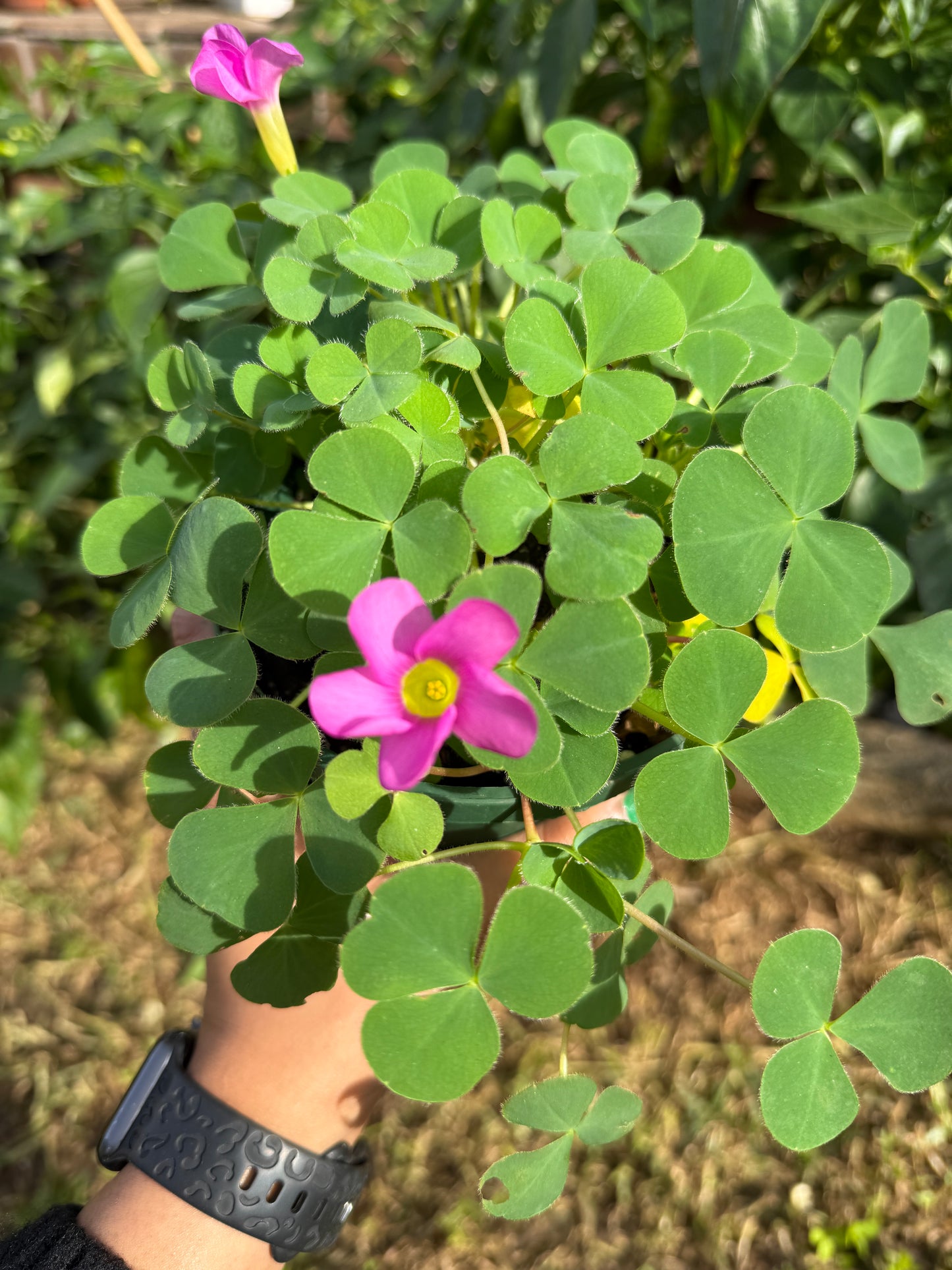 Oxalis Purpurea – Green Leaf