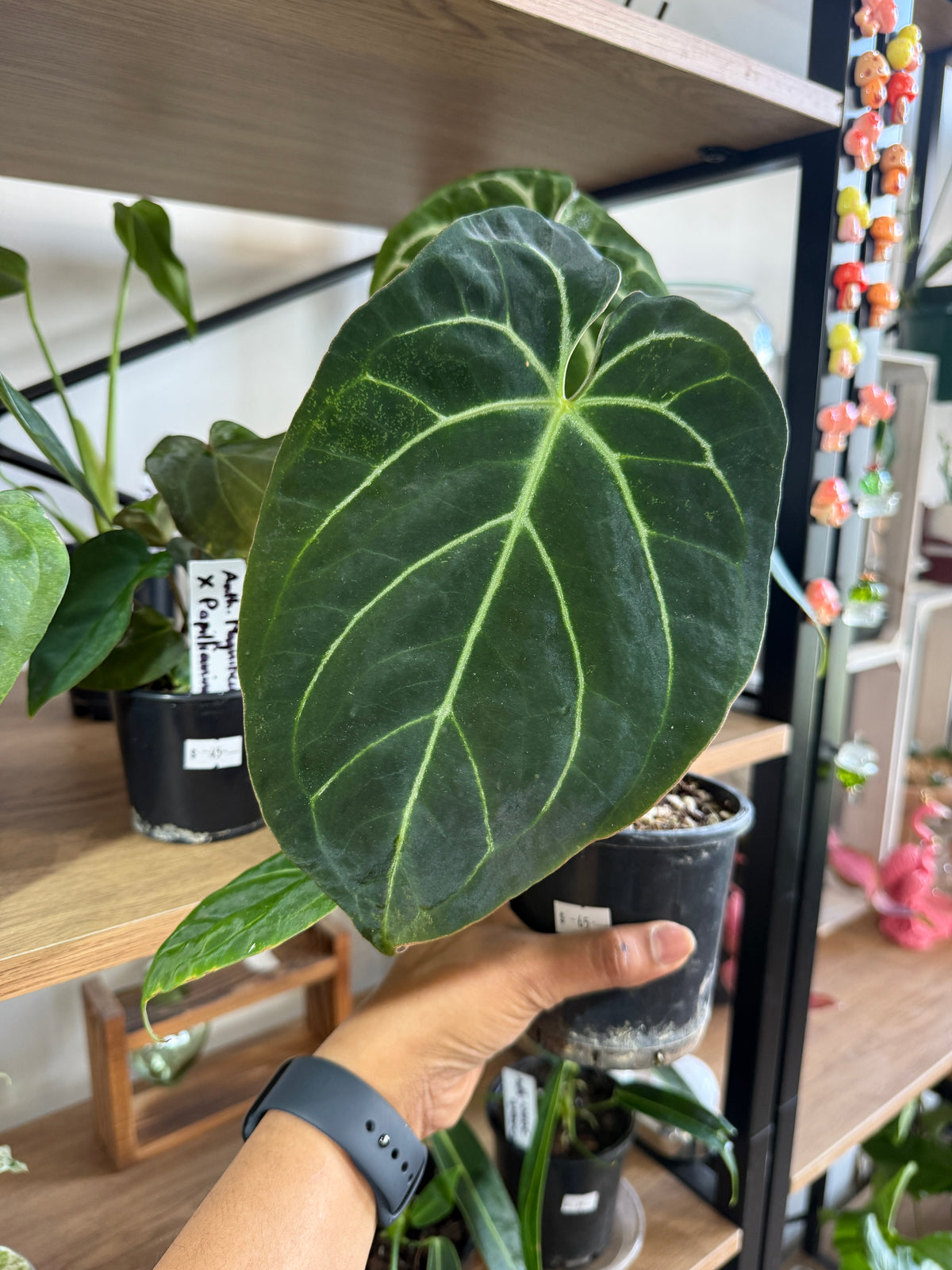 Anthurium Forgetii × Crystallinum