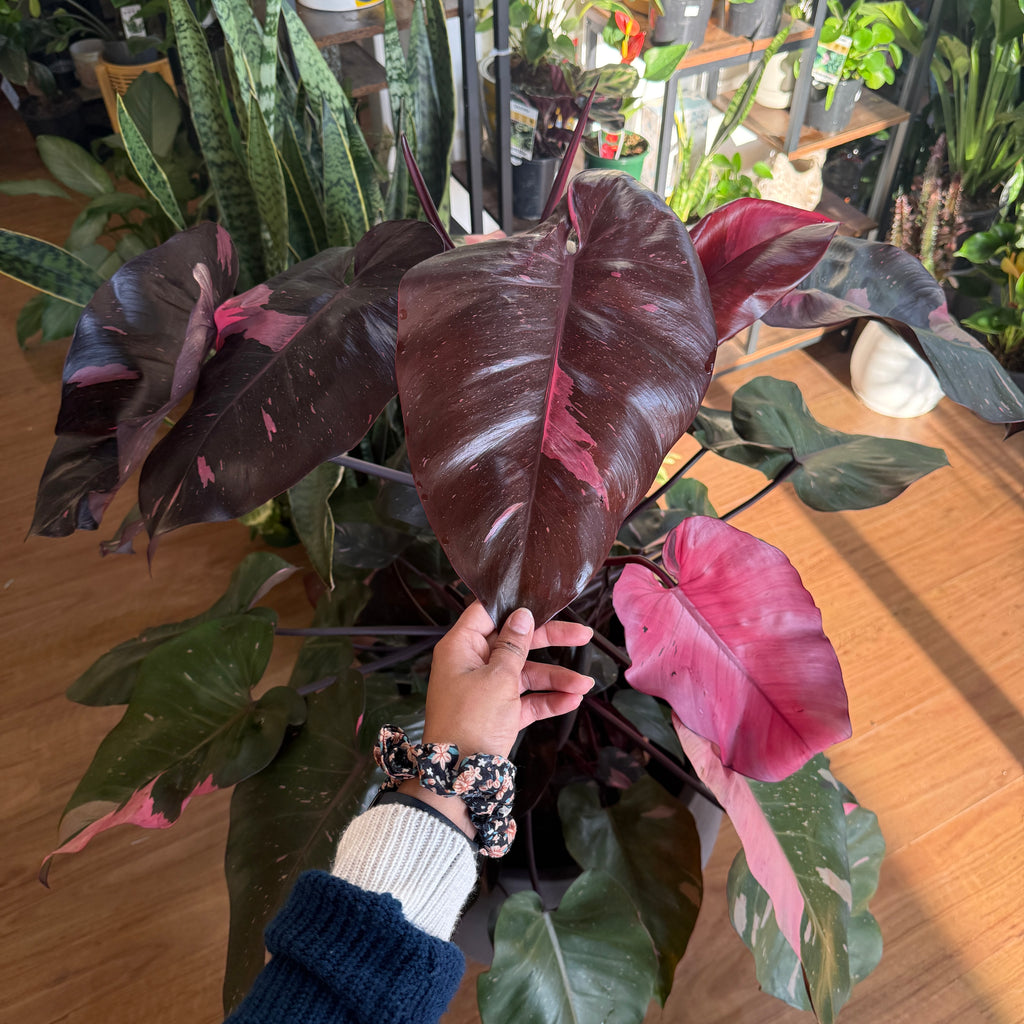 Philodendron 'Pink Princess' Totem