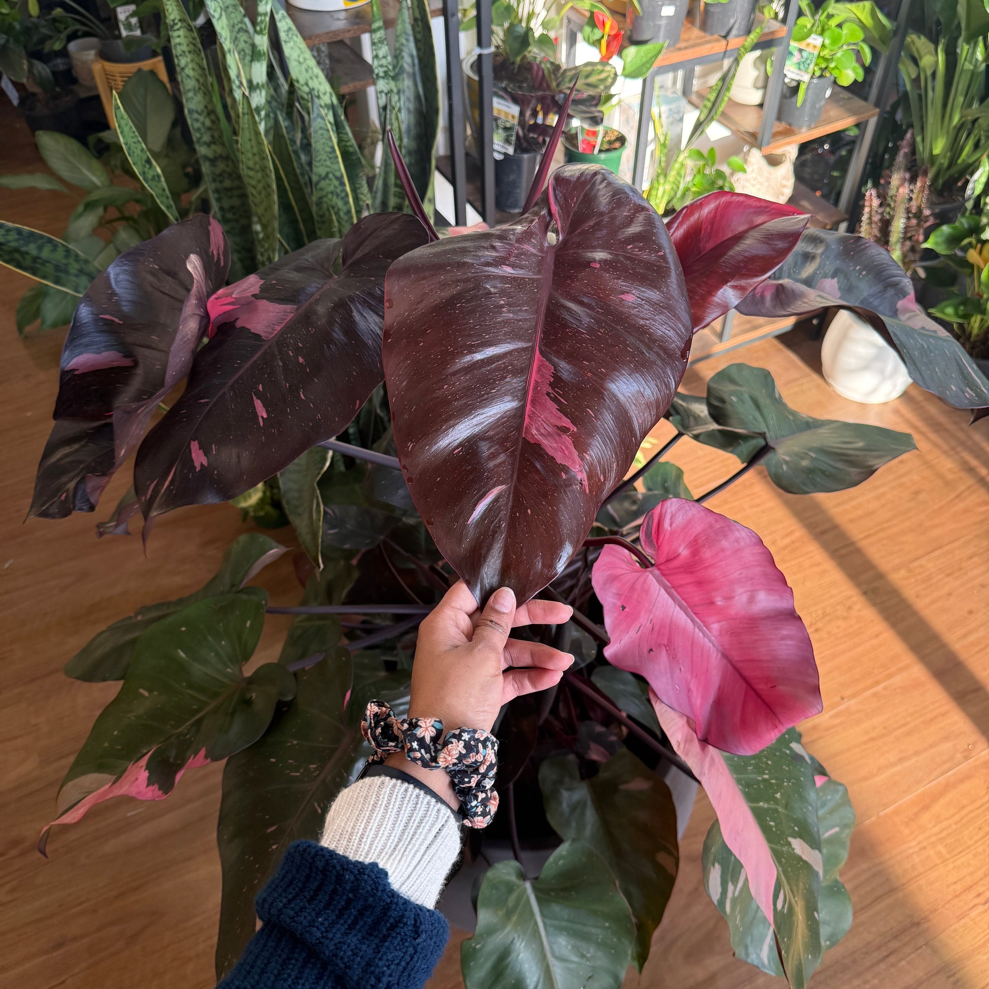 Philodendron 'Pink Princess' Totem