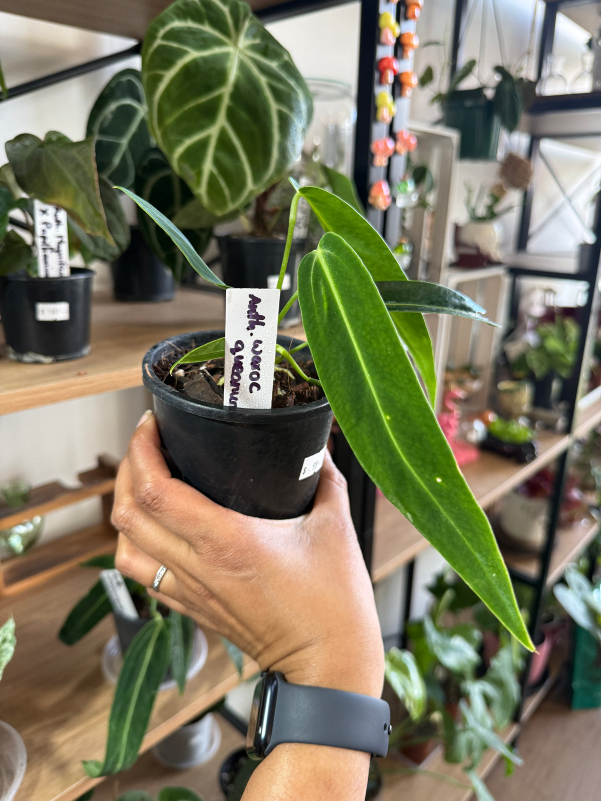 Anthurium Warocqueanum