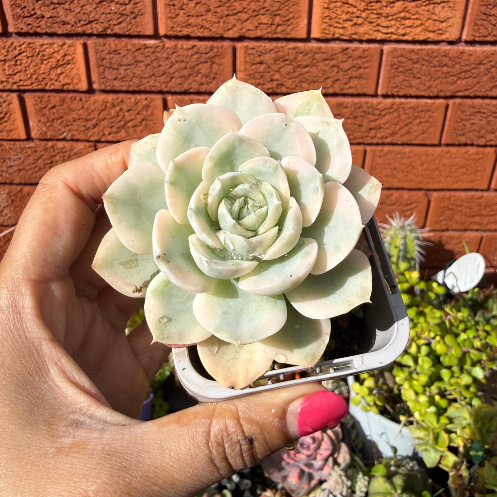Echeveria Runyonii ‘Variegata’