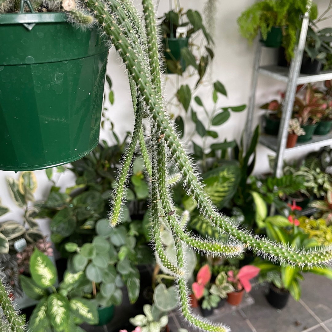 Rats Tail Cactus (Aporocactus Flageliiformis)