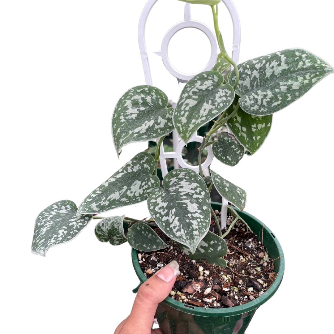 Scindapsus Pictus ‘Argyraeus’ - Wera Plants