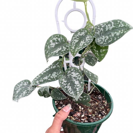 Scindapsus Pictus ‘Argyraeus’ - Wera Plants