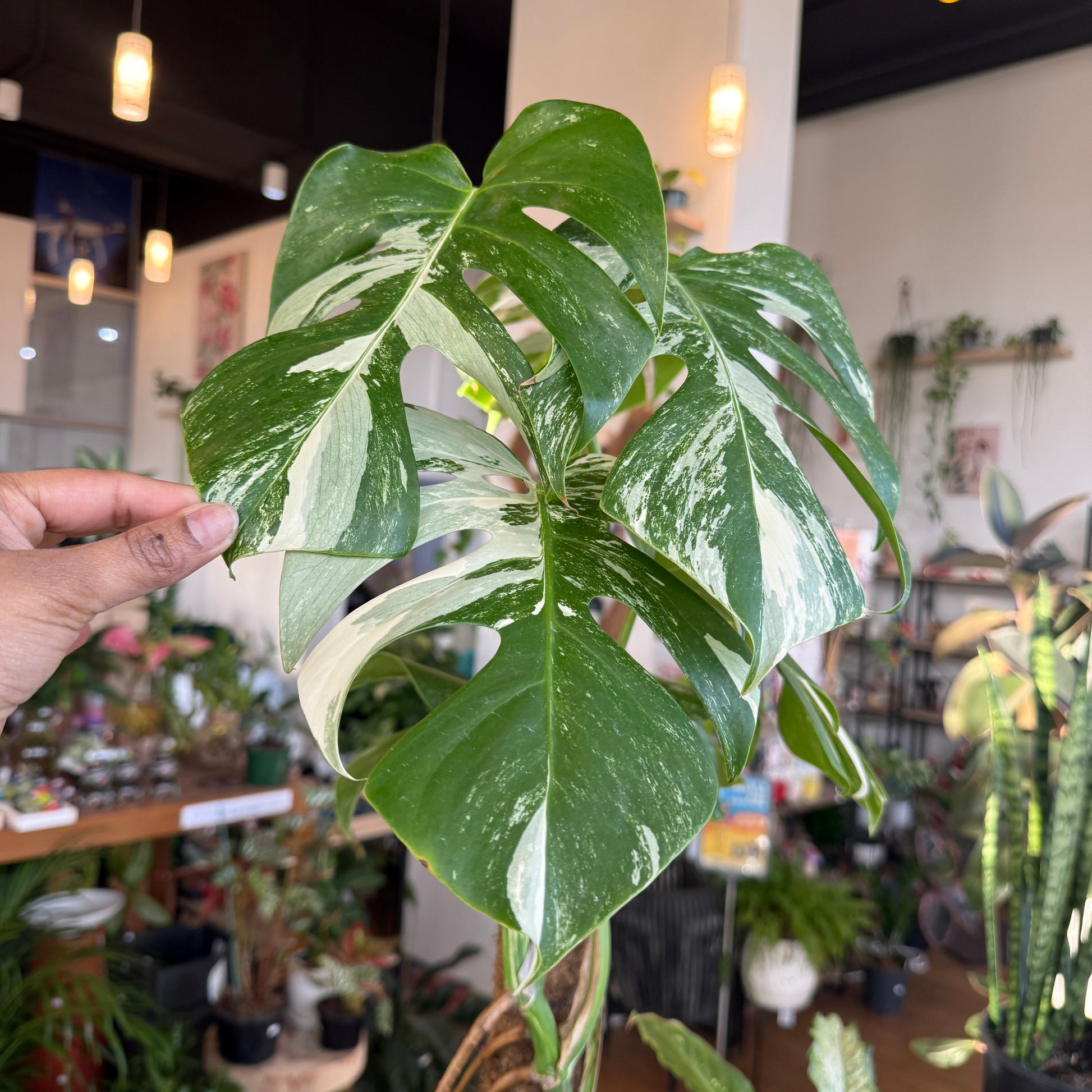 Monstera Albo (Variegated)