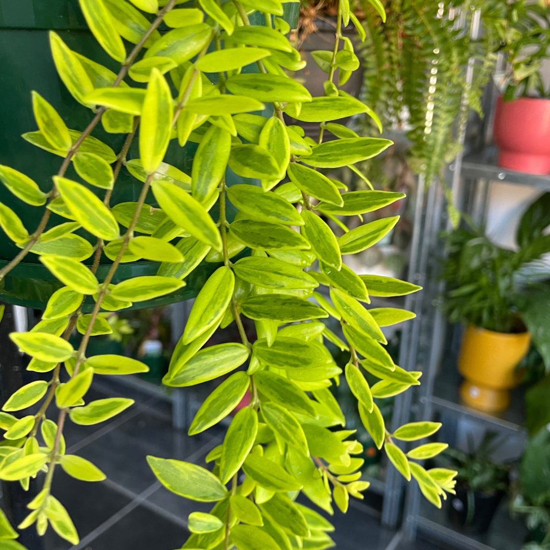 Aeschynanthus Variegated Lipstick (orange flowers) - Wera Plants