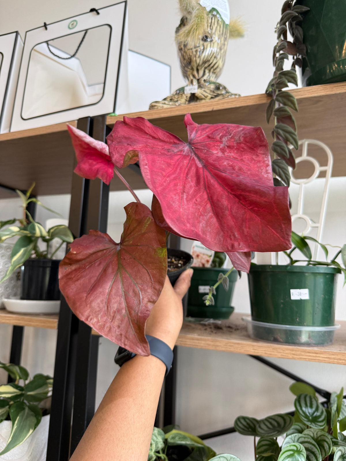 Caladium