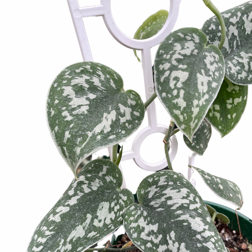Scindapsus Pictus ‘Argyraeus’ - Wera Plants