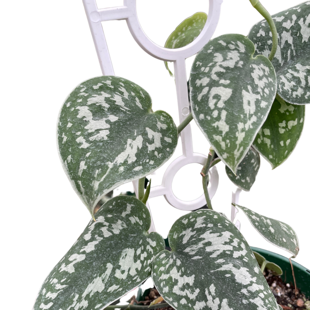 Scindapsus Pictus ‘Argyraeus’ - Wera Plants