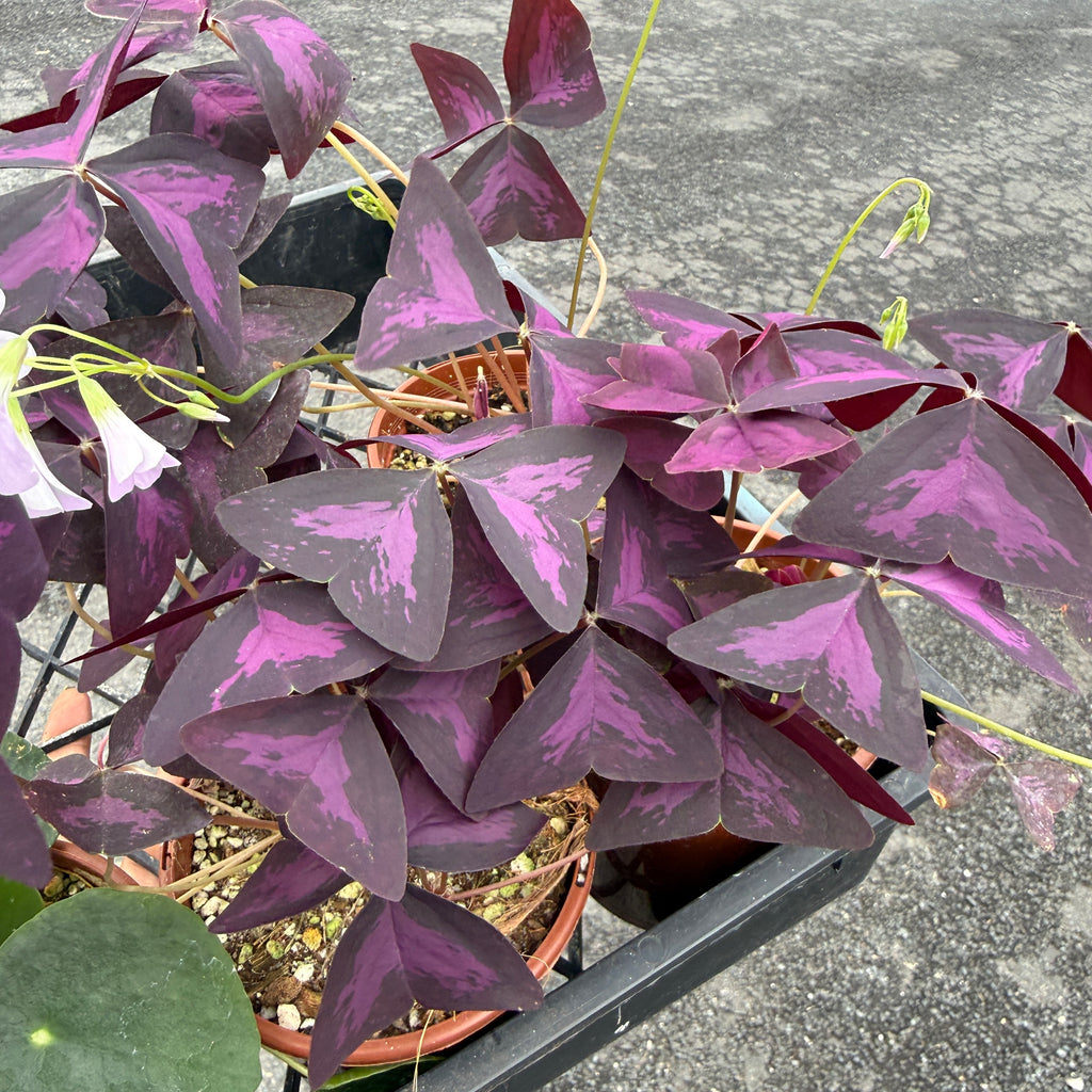 Purple and pink variegated iron plant (Oxalis triangularis) in a black plastic nursery tray, photographed outdoors on a gray concrete surface.