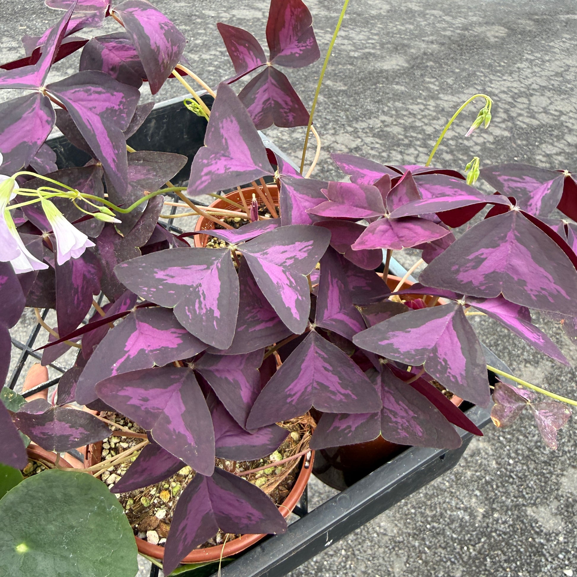 Purple and pink variegated iron plant (Oxalis triangularis) in a black plastic nursery tray, photographed outdoors on a gray concrete surface.