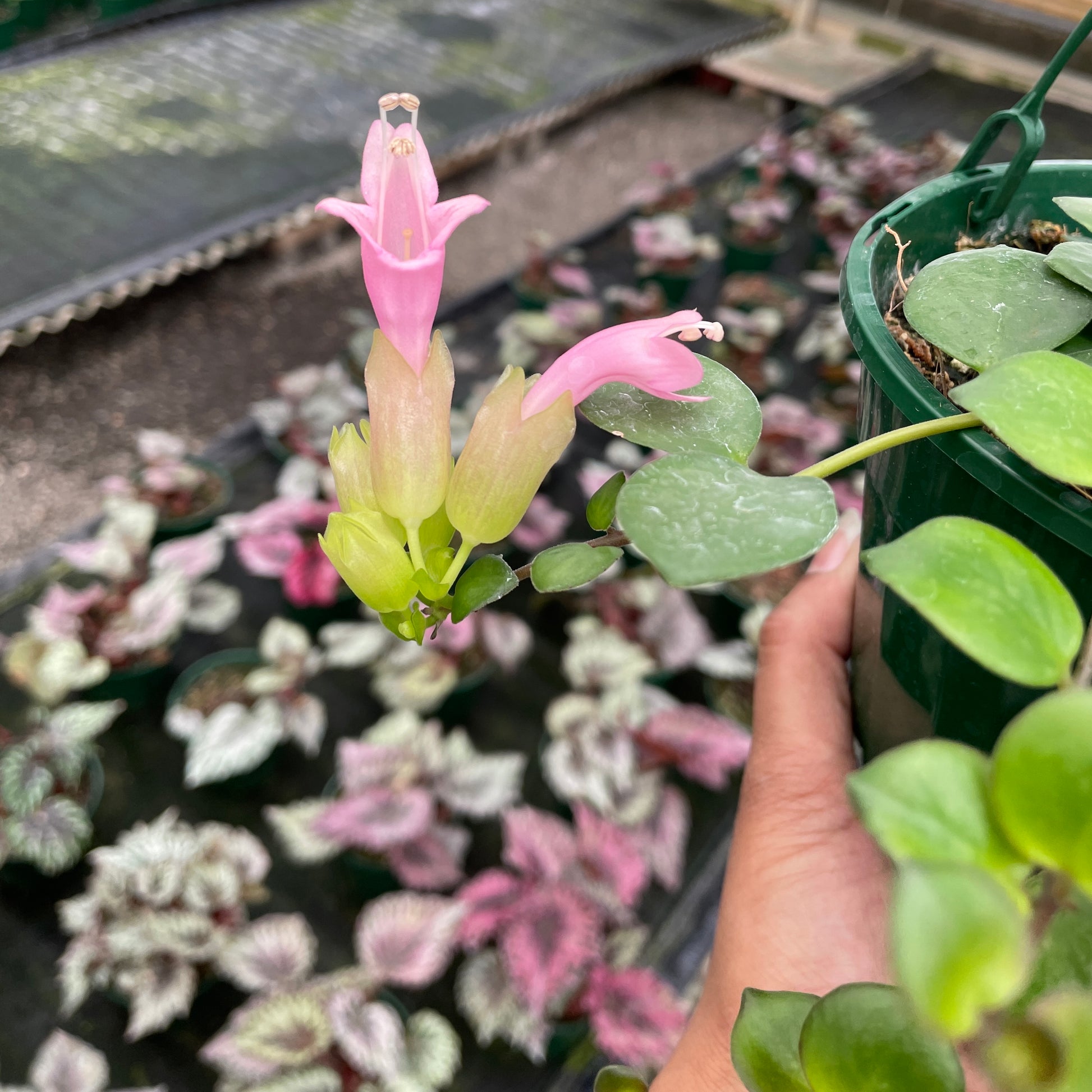 Aeschynanthus Thai Beauty - Wera Plants
