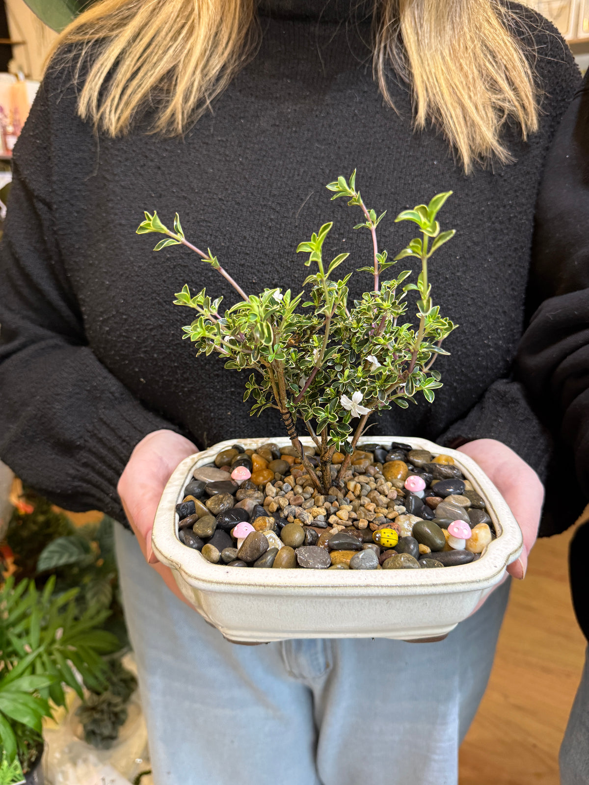Beginner Bonsai Workshop