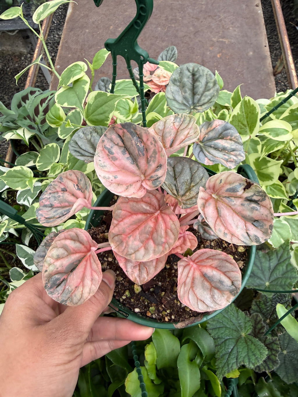 Peperomia Pink Lady
