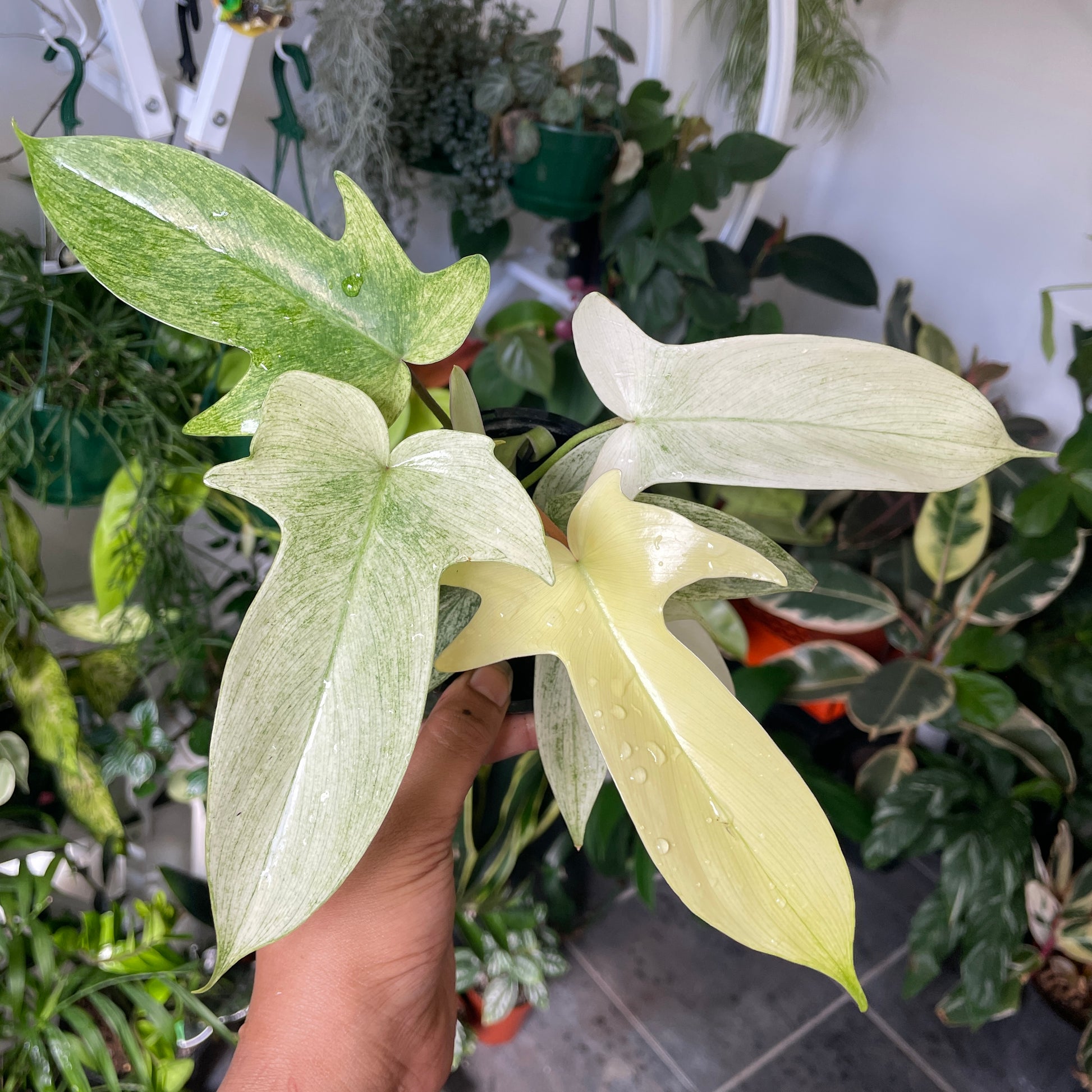 Philodendron Florida Ghost ‘Mint’ - Wera Plants