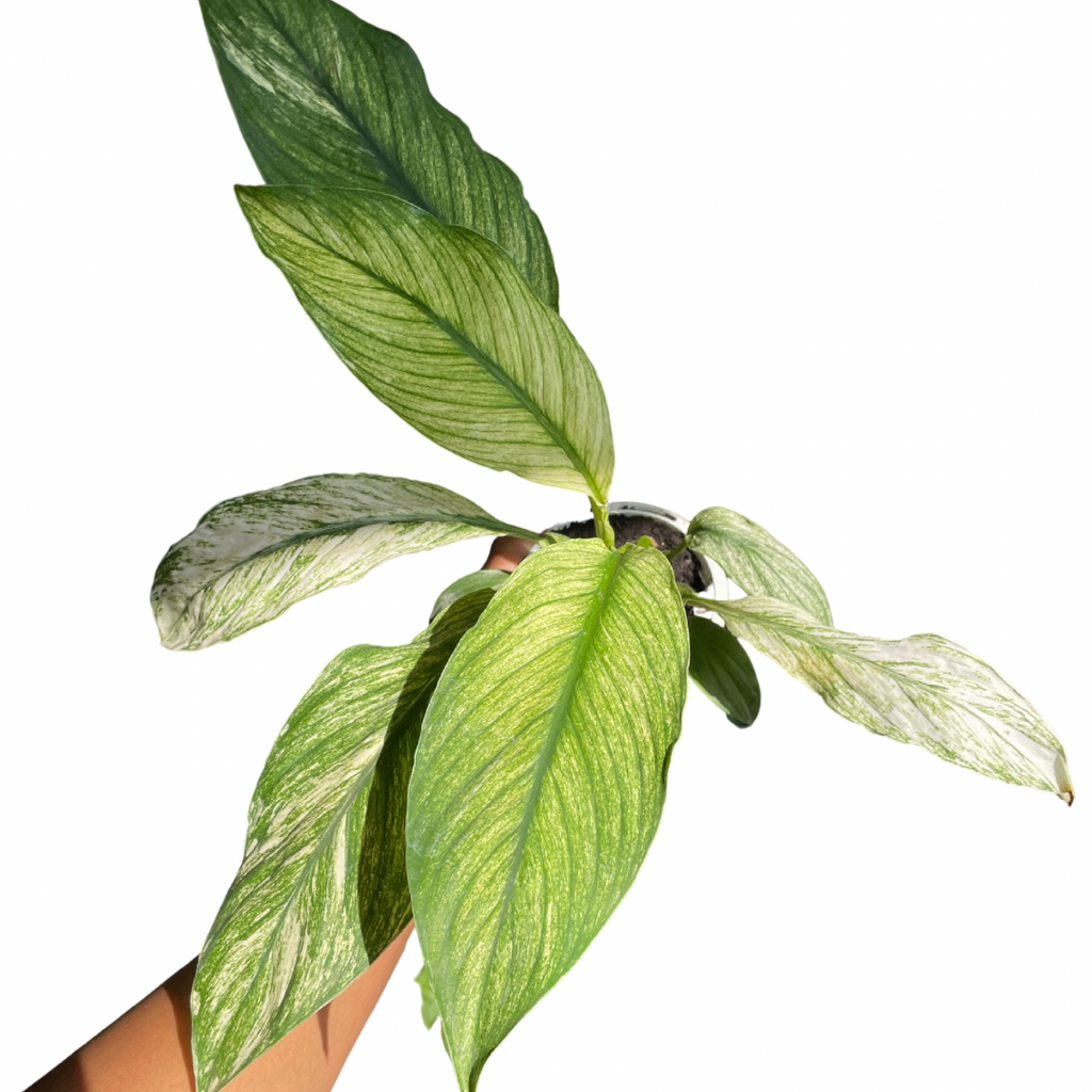 sinningia-bullata