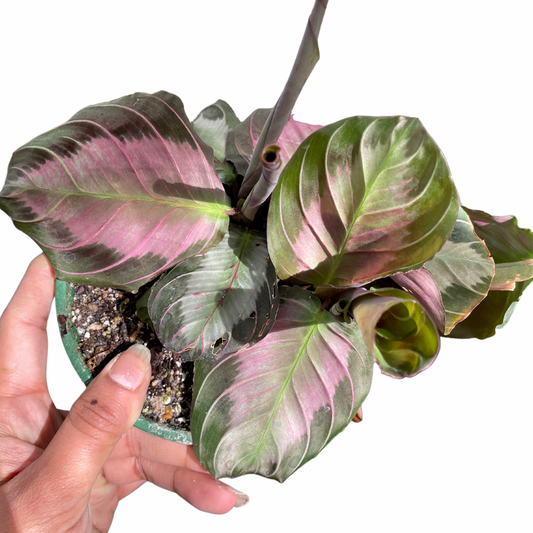 Maranta Leuconeura ‘Silver Band’ - Wera Plants