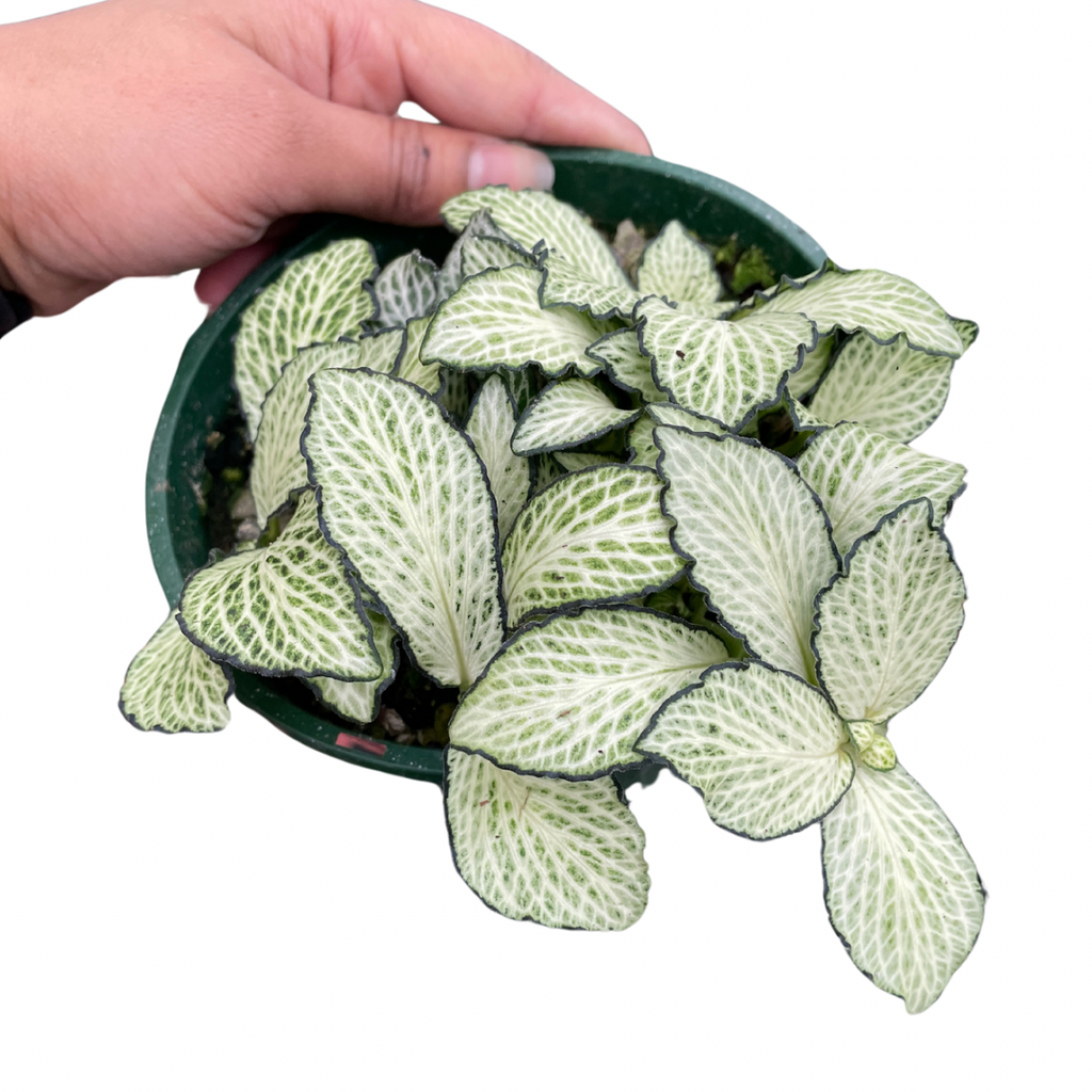 fittonia-nerve-plant-white