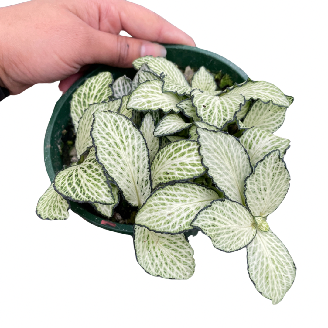 fittonia-nerve-plant-white