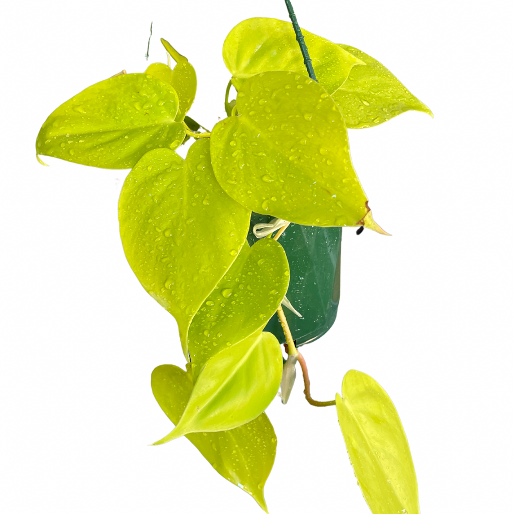 Philodendron Cordatum Heart Leaf Gold - Wera Plants