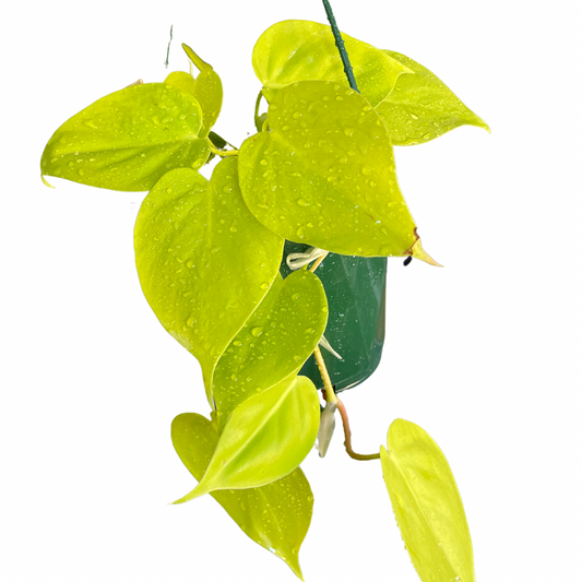 Philodendron Cordatum Heart Leaf Gold