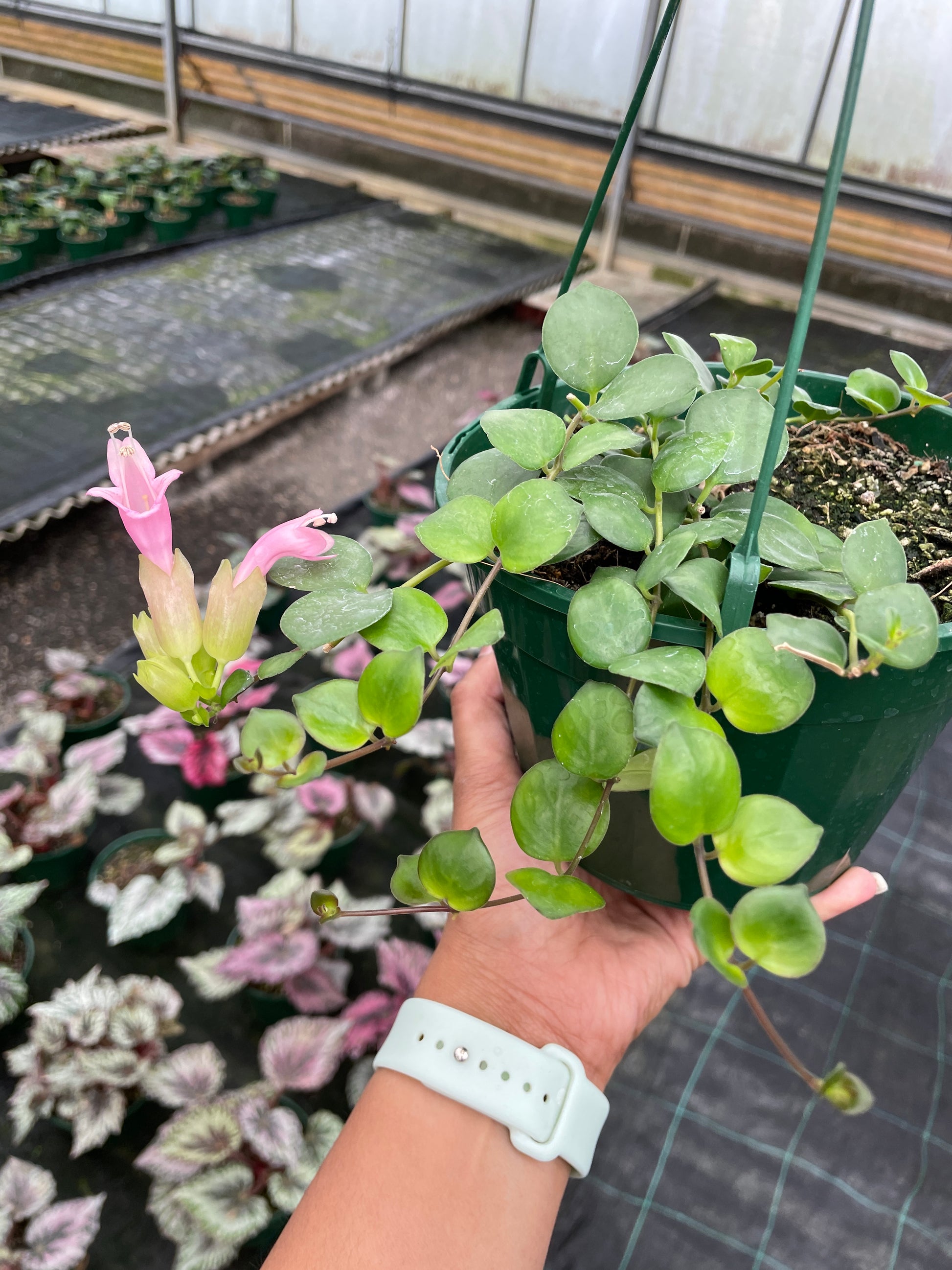 Aeschynanthus Thai Beauty - Wera Plants