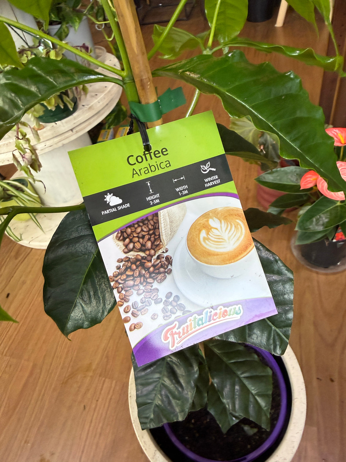Coffee plant sydney
