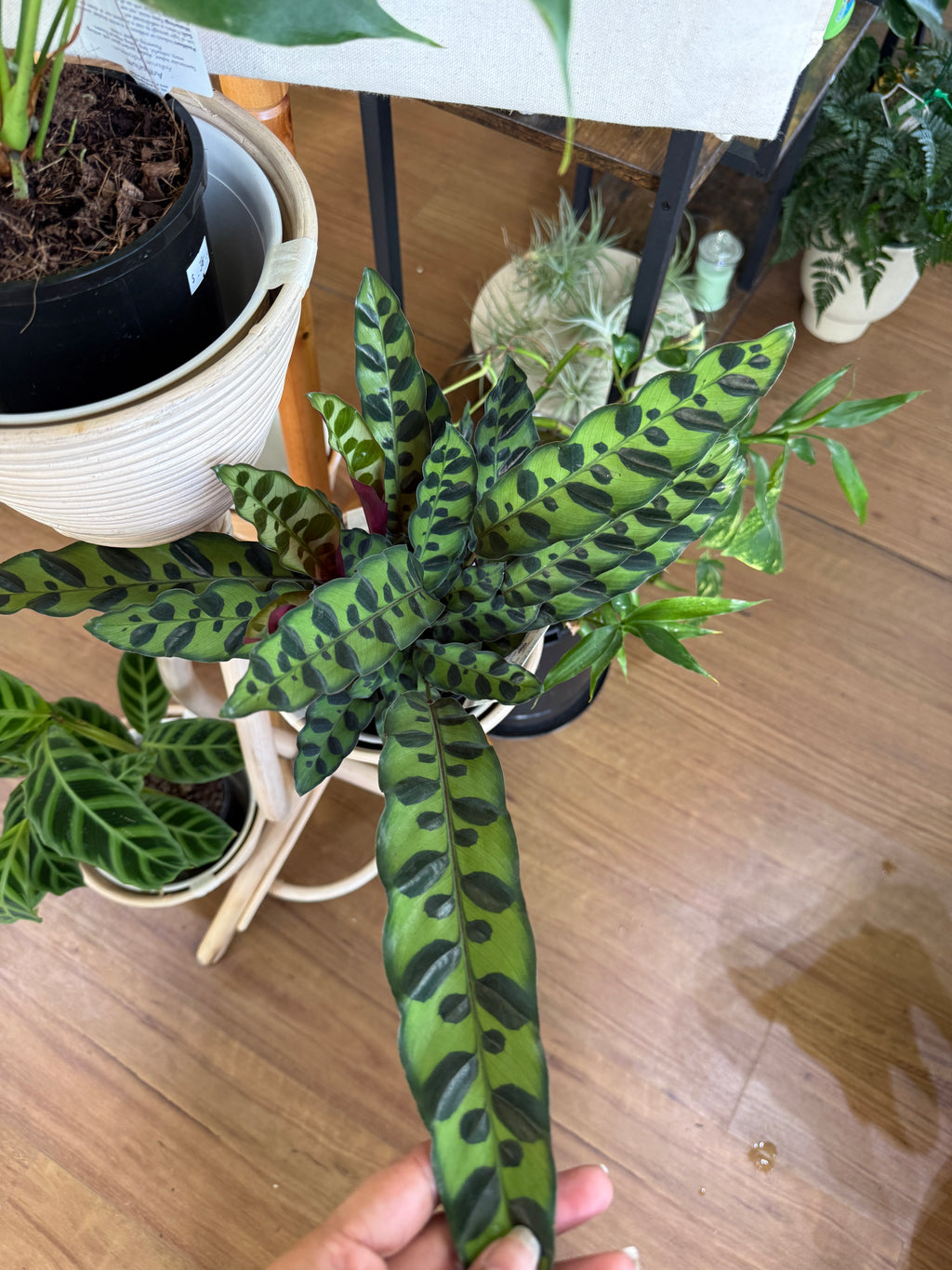 Calathea Rattlesnake (Calathea lancifolia)