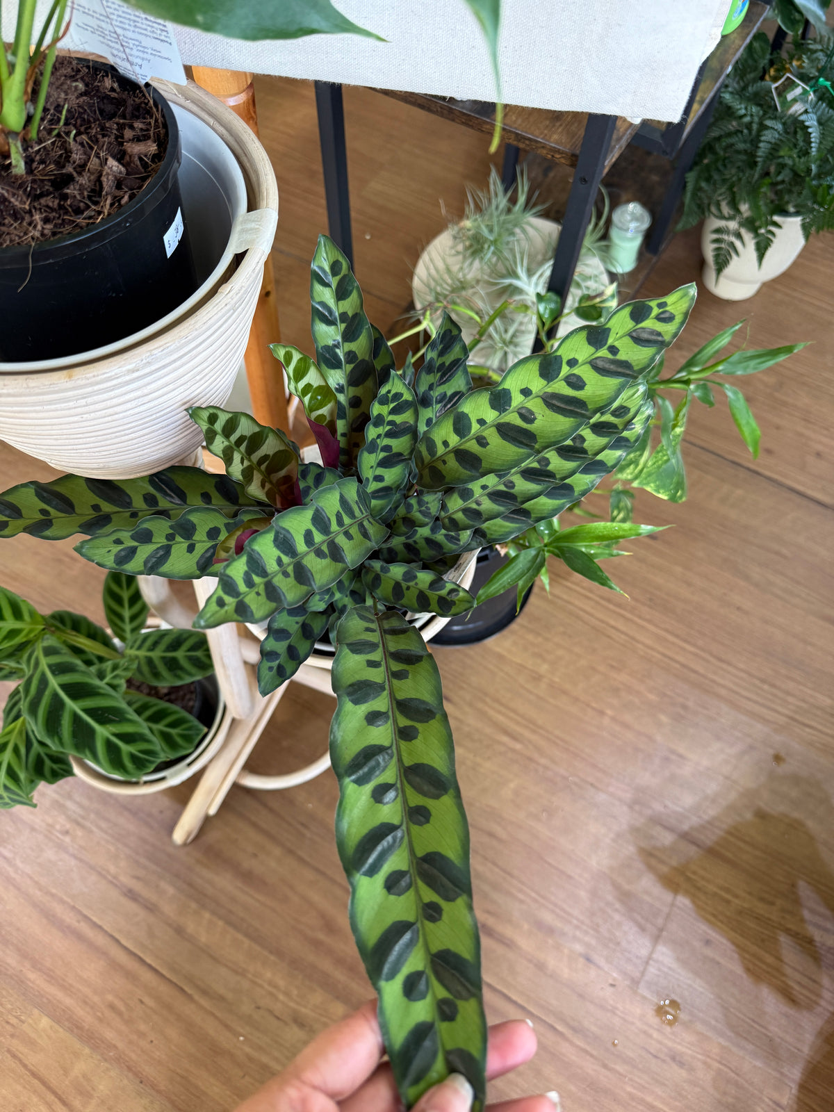 Calathea Rattlesnake (Calathea lancifolia)