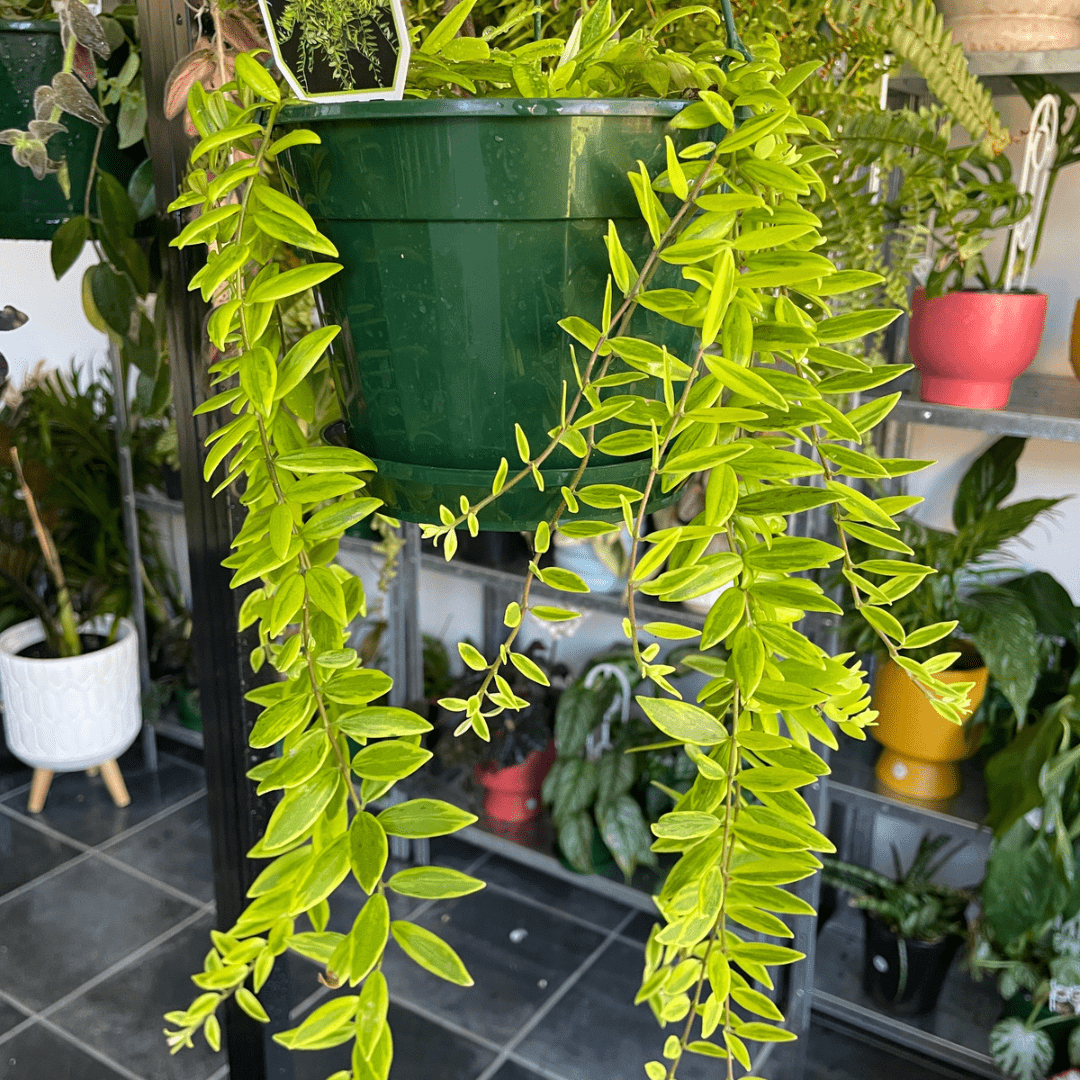 Aeschynanthus Variegated Lipstick (orange flowers) - Wera Plants