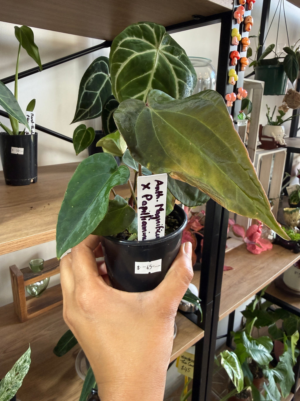 Anthurium Magnificum × Pallidiflorum