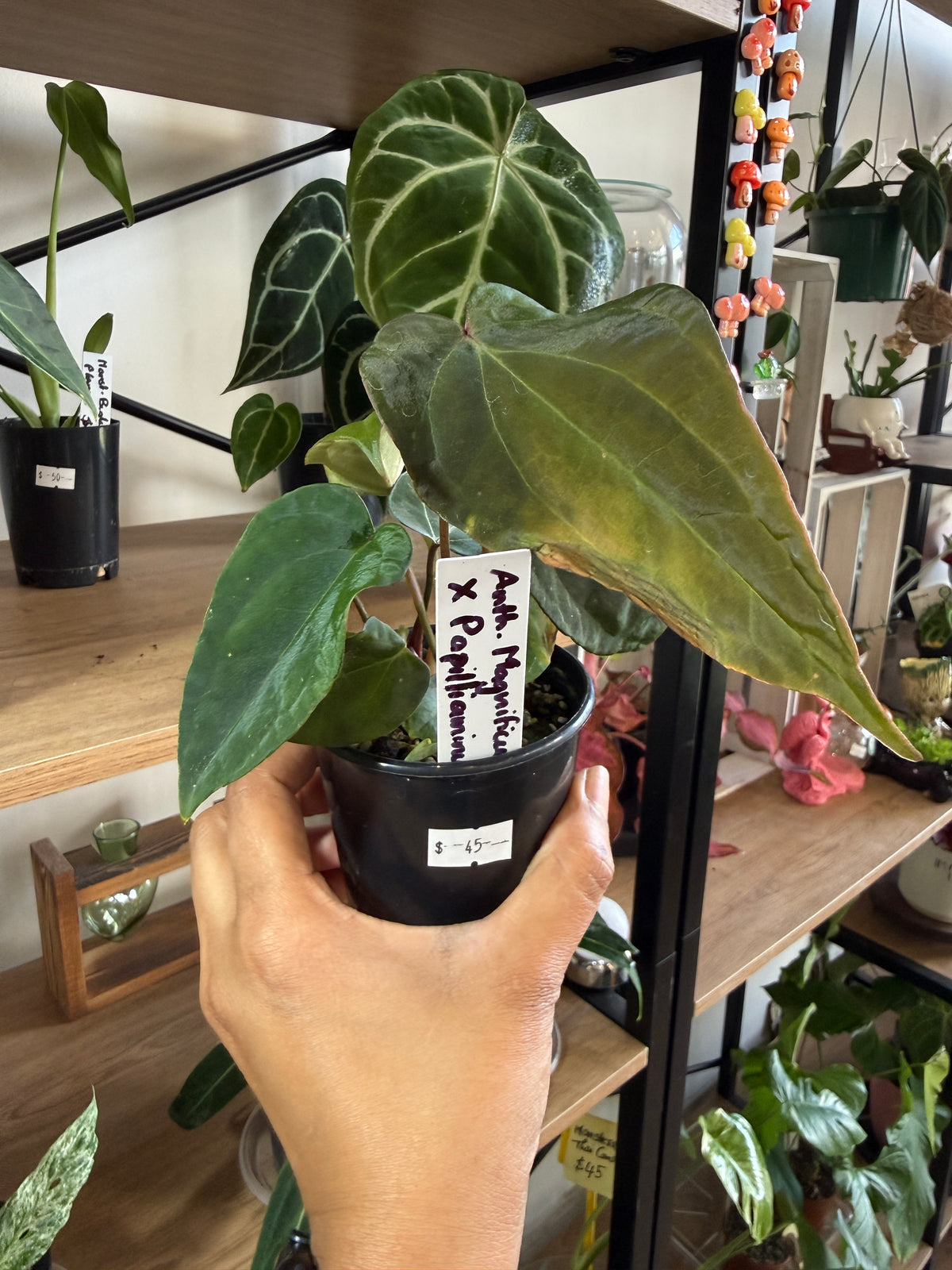 Anthurium Magnificum × Pallidiflorum