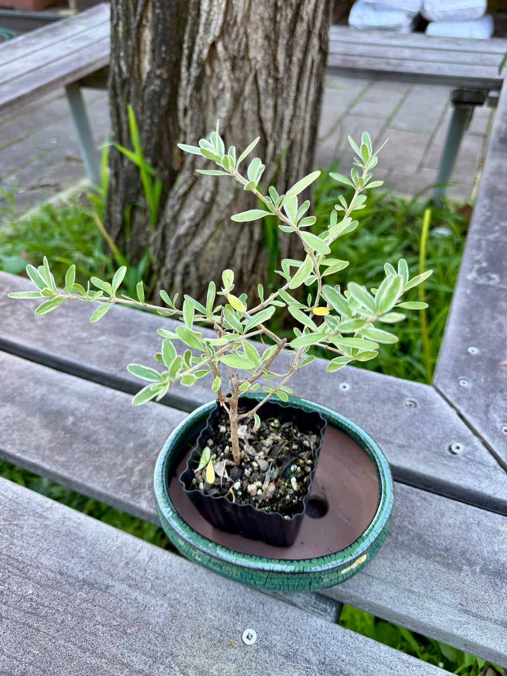 Beginner Bonsai Workshop