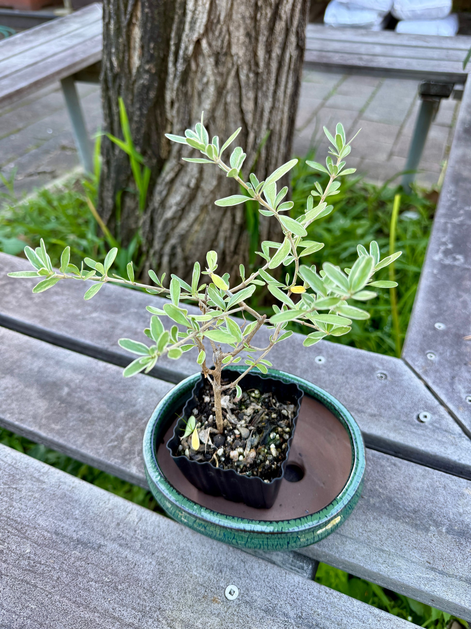 Beginner Bonsai Workshop