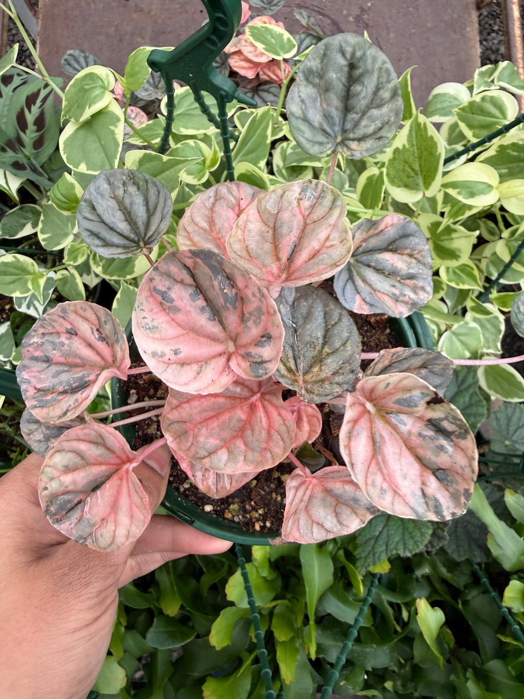 Peperomia Pink Lady