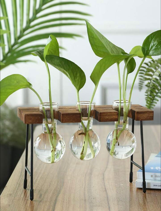 Glass Plant Vase With Wooden Frame (Triple) - Wera Plants