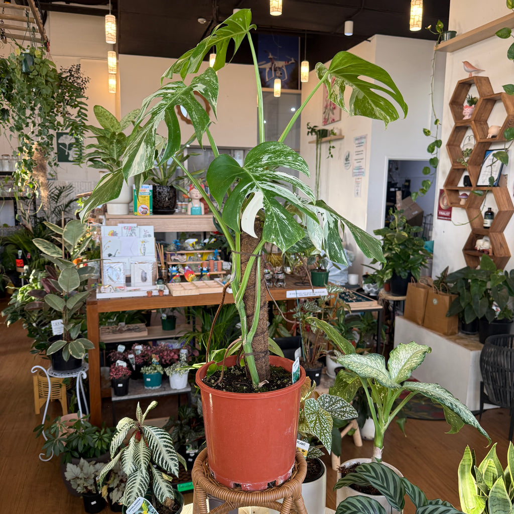 Monstera Albo (Variegated)