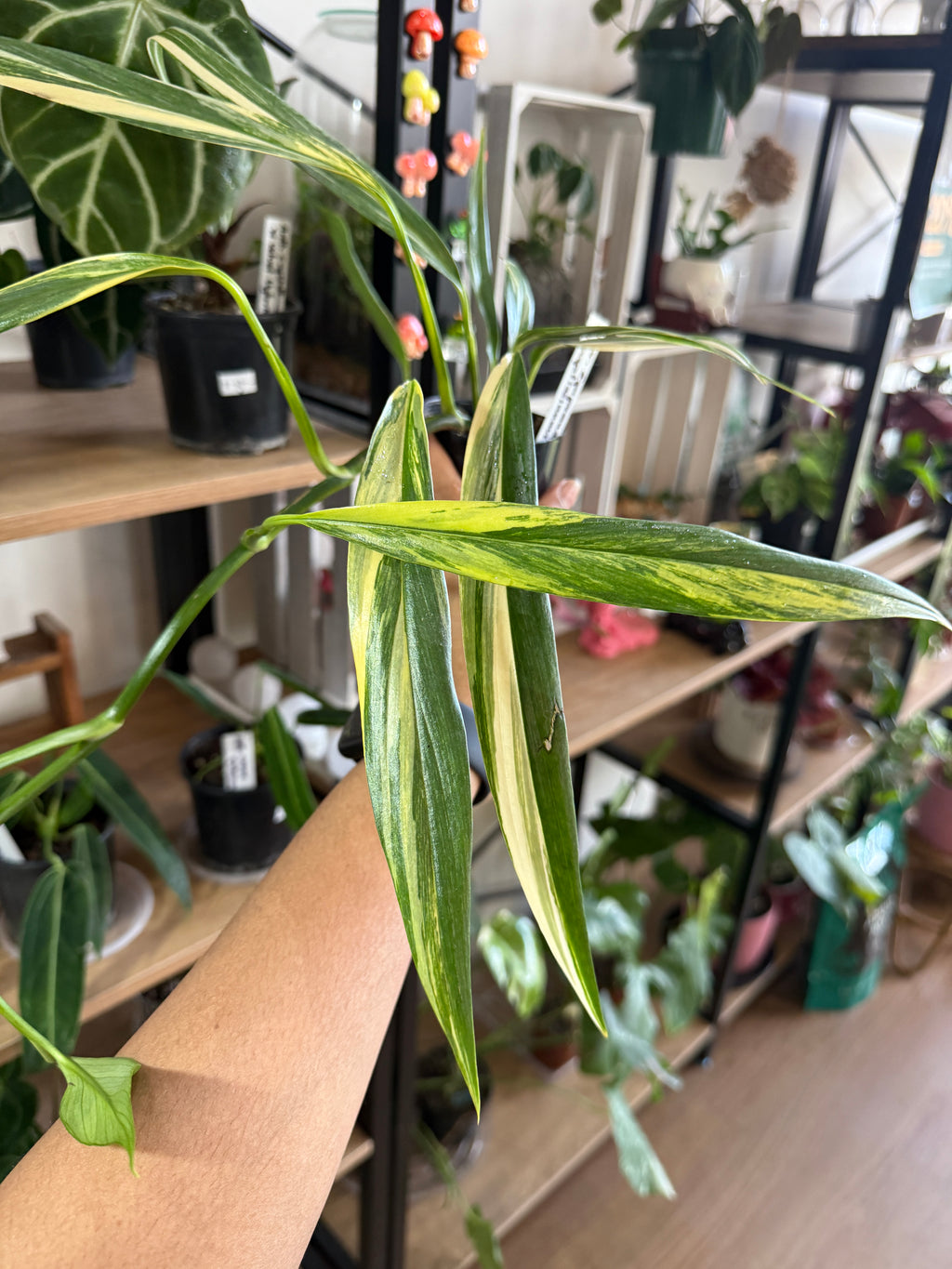 Variegated Epipremnum 'Amplissimum'